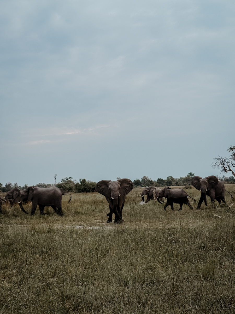 COCOtravel Botswana GreatPlains OkavangoExplorersCamp Safari 13