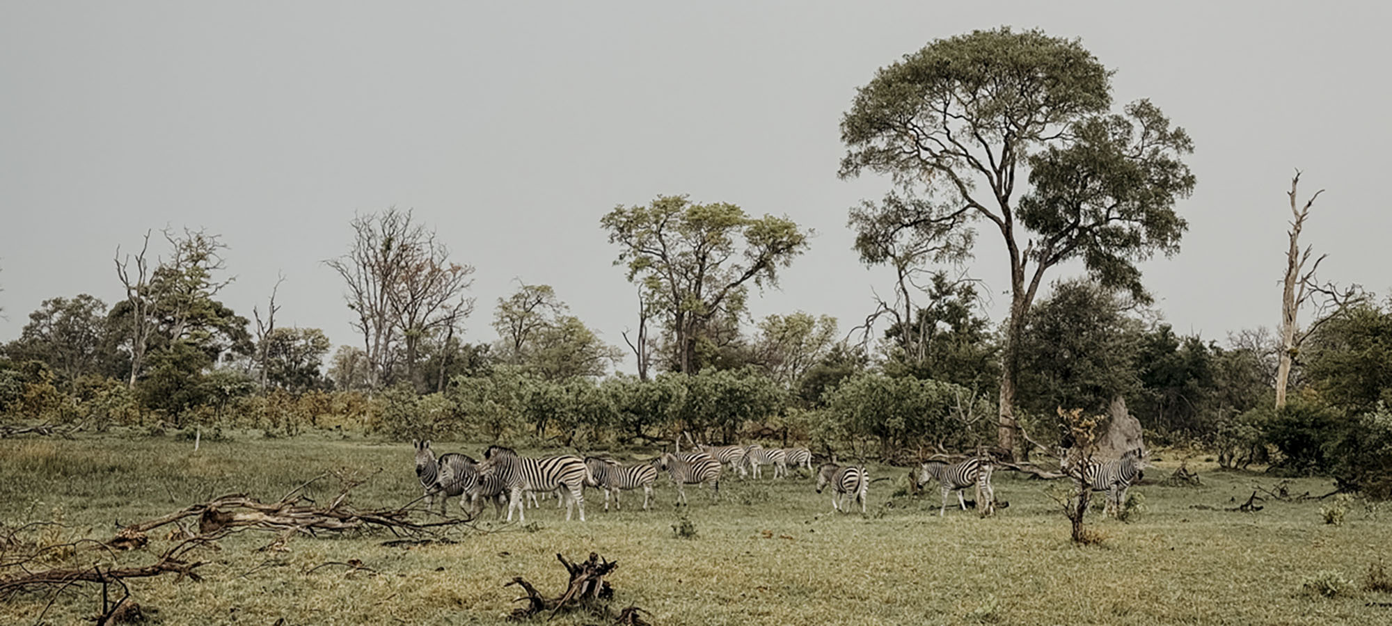 COCOtravel Botswana GreatPlains OkavangoExplorersCamp Safari 31