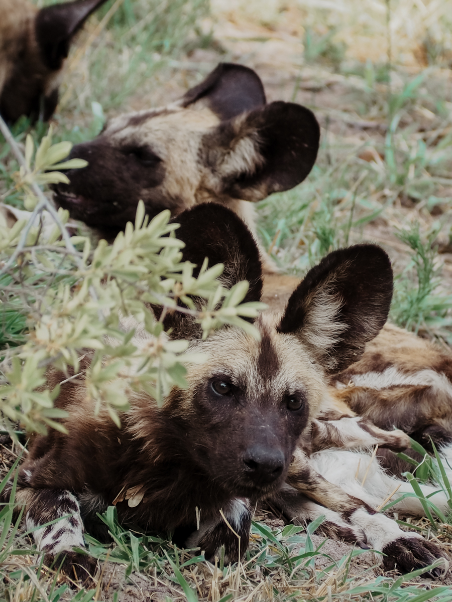 COCOtravel Botswana GreatPlains OkavangoExplorersCamp Safari 4