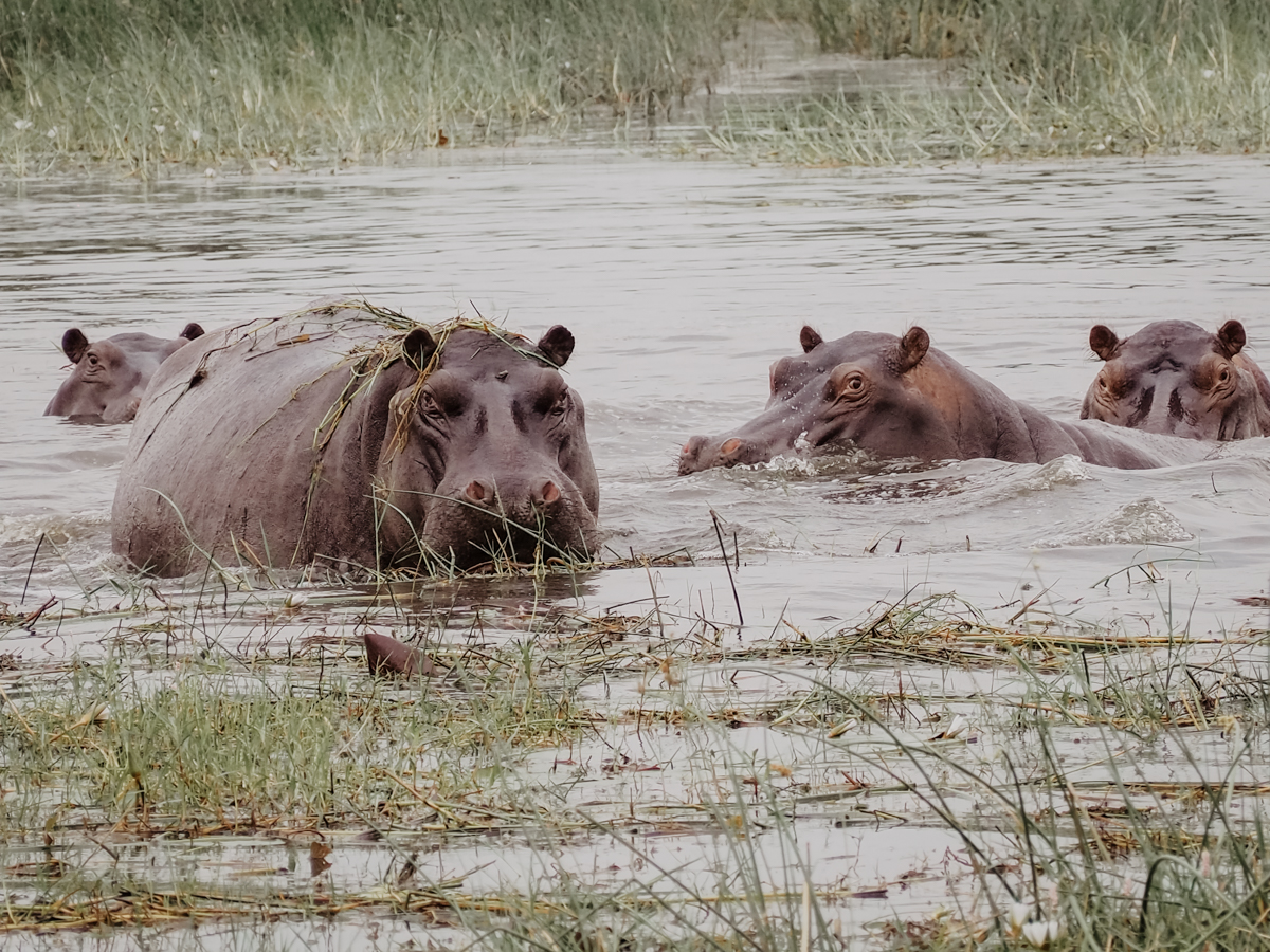 COCOtravel Botswana GreatPlains OkavangoExplorersCamp Safari 59