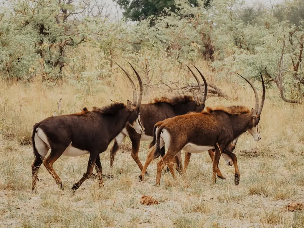 COCOtravel Botswana GreatPlains OkavangoExplorersCamp Safari 61 1024x768.jpg