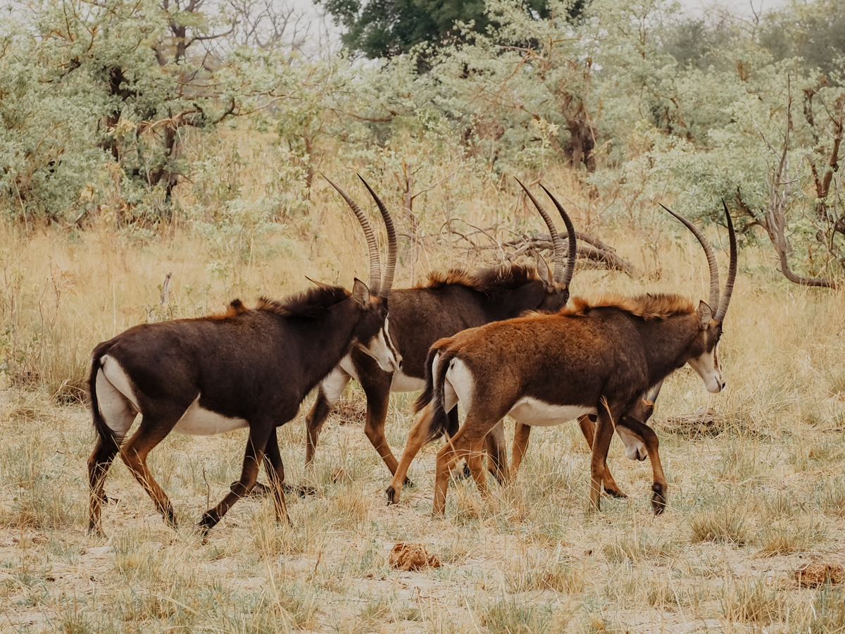 COCOtravel Botswana GreatPlains OkavangoExplorersCamp Safari 61