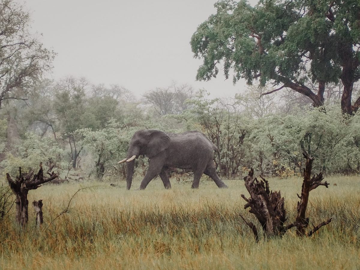 COCOtravel Botswana GreatPlains OkavangoExplorersCamp Safari 67