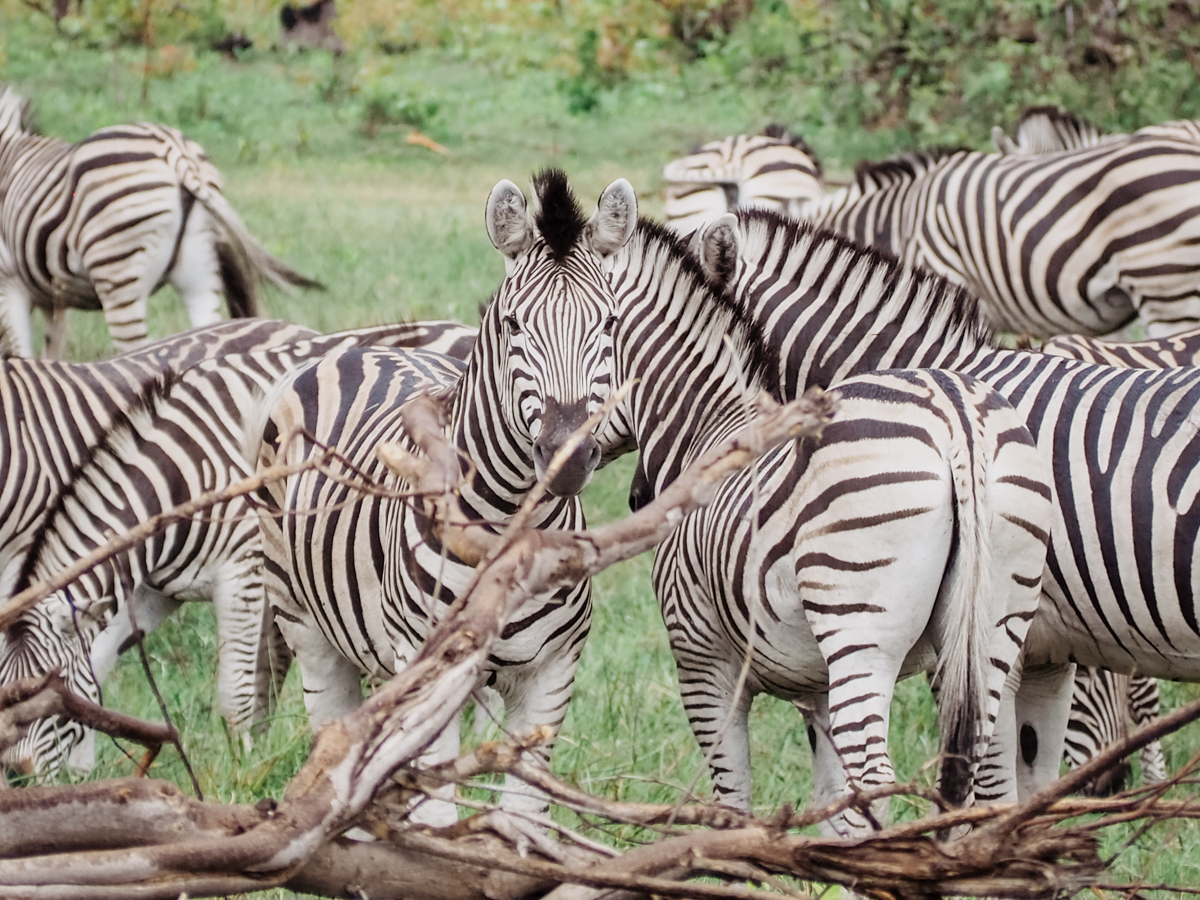 COCOtravel Botswana GreatPlains OkavangoExplorersCamp Safari 73