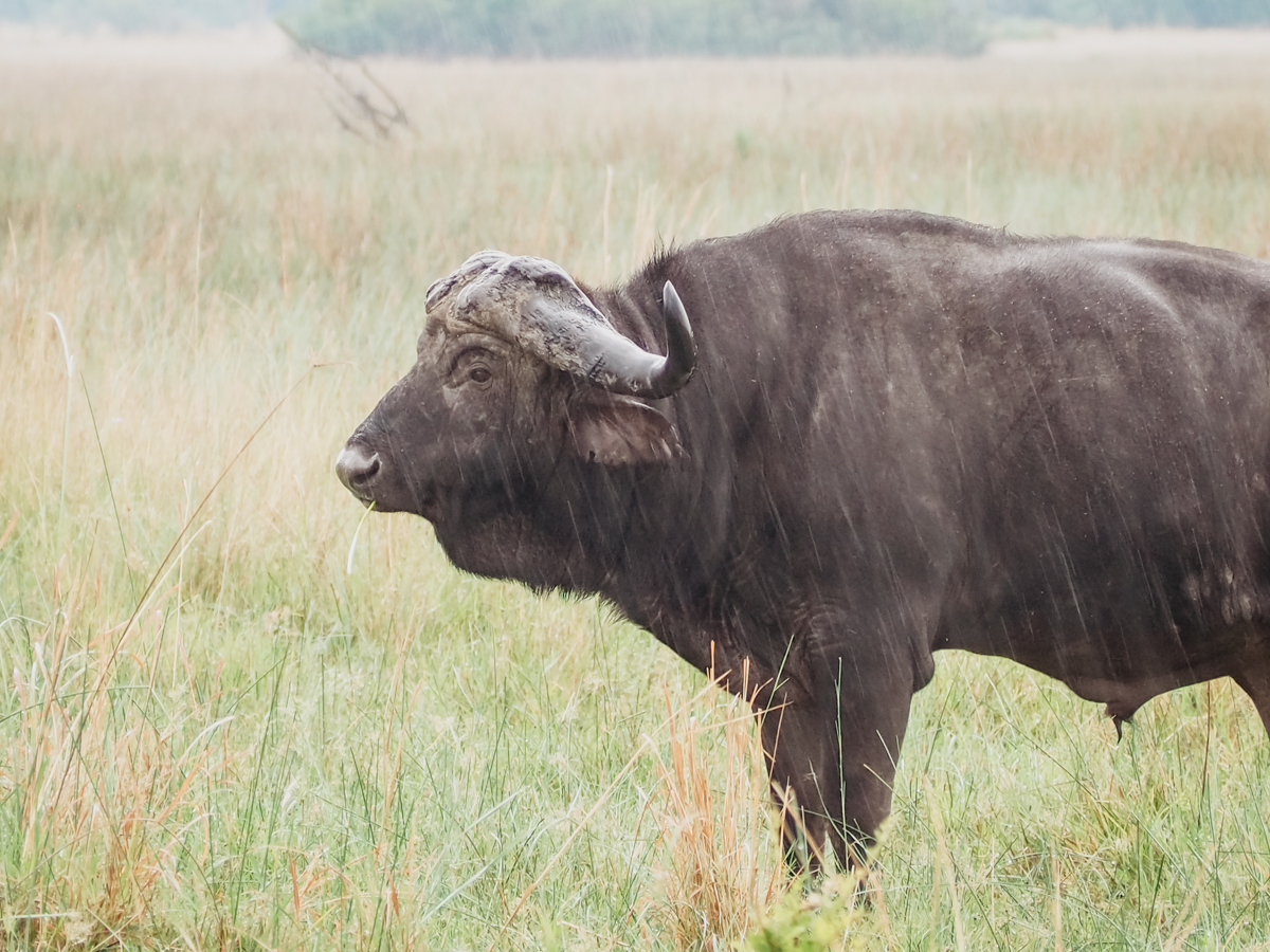 COCOtravel Botswana GreatPlains OkavangoExplorersCamp Safari 76