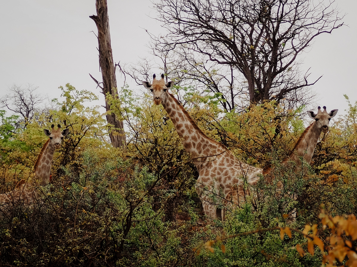 COCOtravel Botswana GreatPlains OkavangoExplorersCamp Safari 80