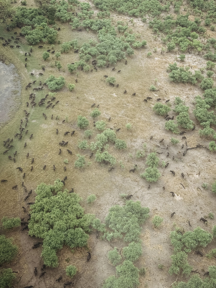 COCOtravel Botswana GreatPlains SitatungaPrivateIsland Helikopterflug 6 COCOtravel Botswana GreatPlains SitatungaPrivateIsland Helikopterflug 6