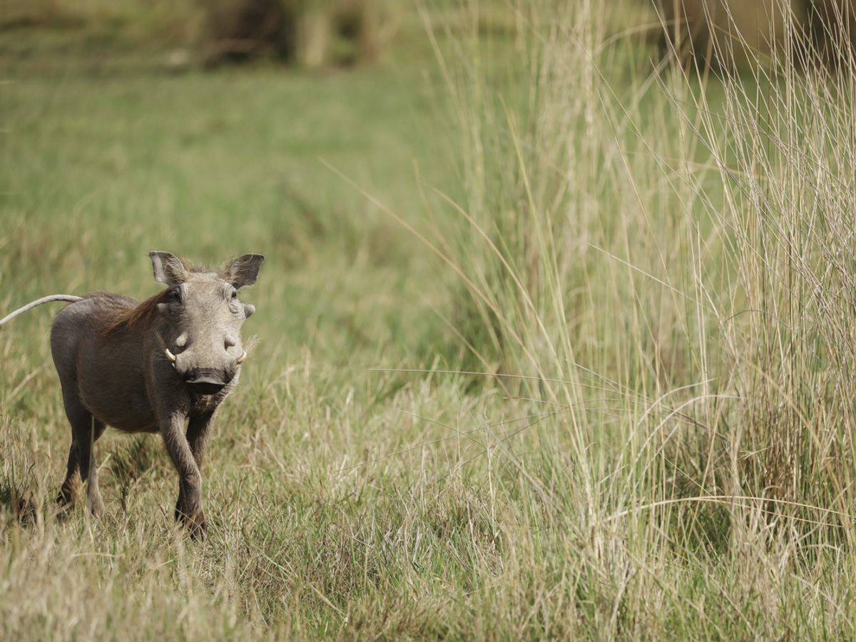 COCOtravel Botswana GreatPlains SitatungaPrivateIsland Safari 88 COCOtravel Botswana GreatPlains SitatungaPrivateIsland Safari 88