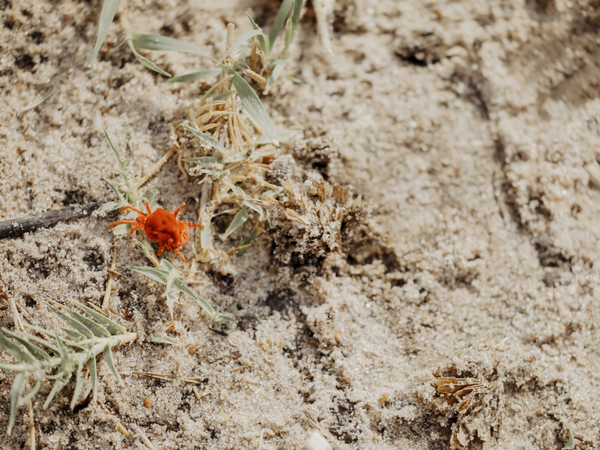 COCOtravel Botswana GreatPlains SitatungaPrivateIsland Safari 89 COCOtravel Botswana GreatPlains SitatungaPrivateIsland Safari 89