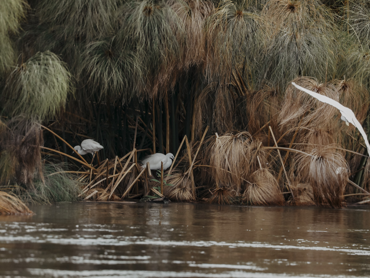 COCOtravel Botswana GreatPlains SitatungaPrivateIsland Safari 91 COCOtravel Botswana GreatPlains SitatungaPrivateIsland Safari 91