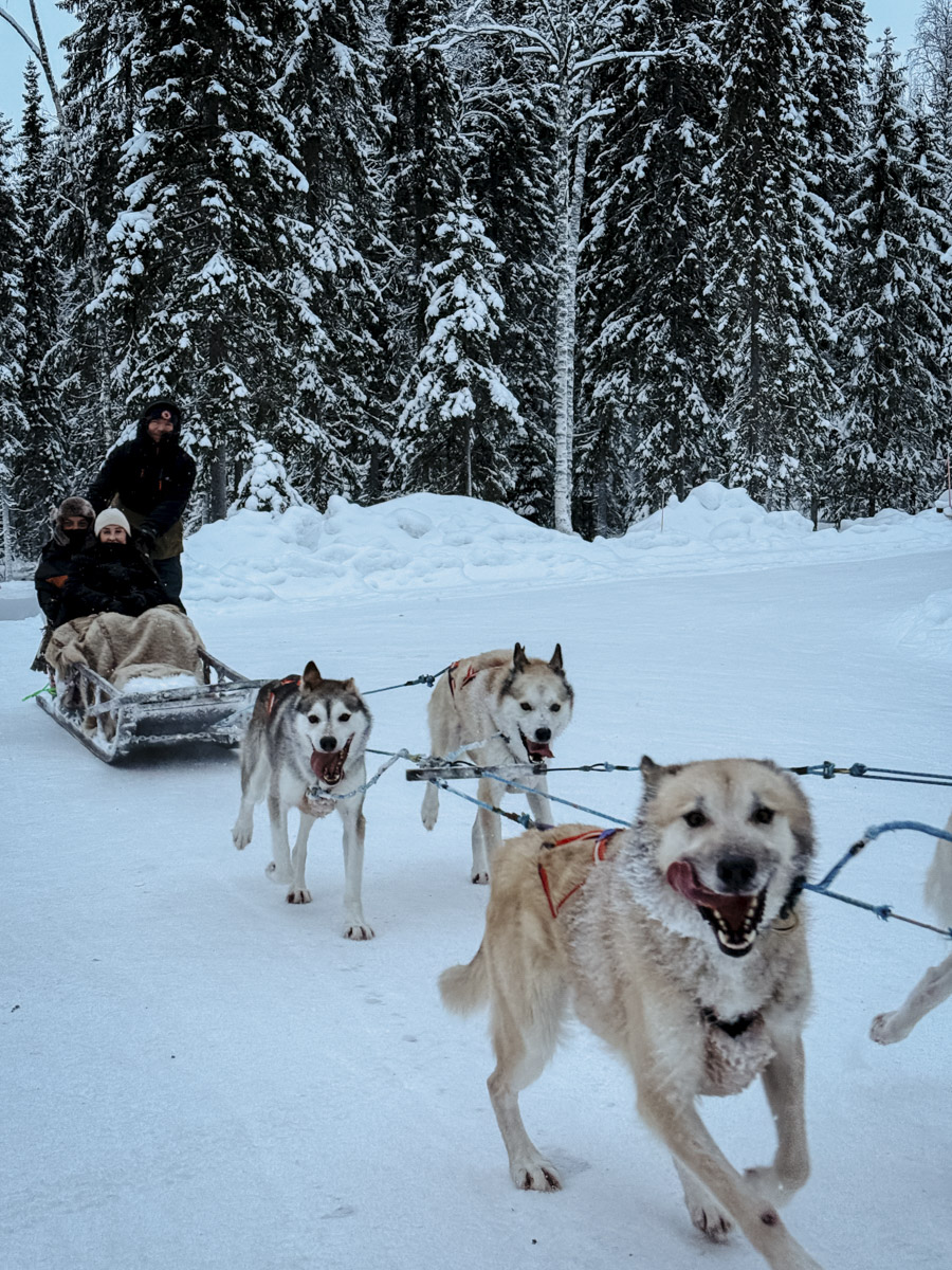 COCOtravel Lappland NovaGalaxyVillage Huskies 11