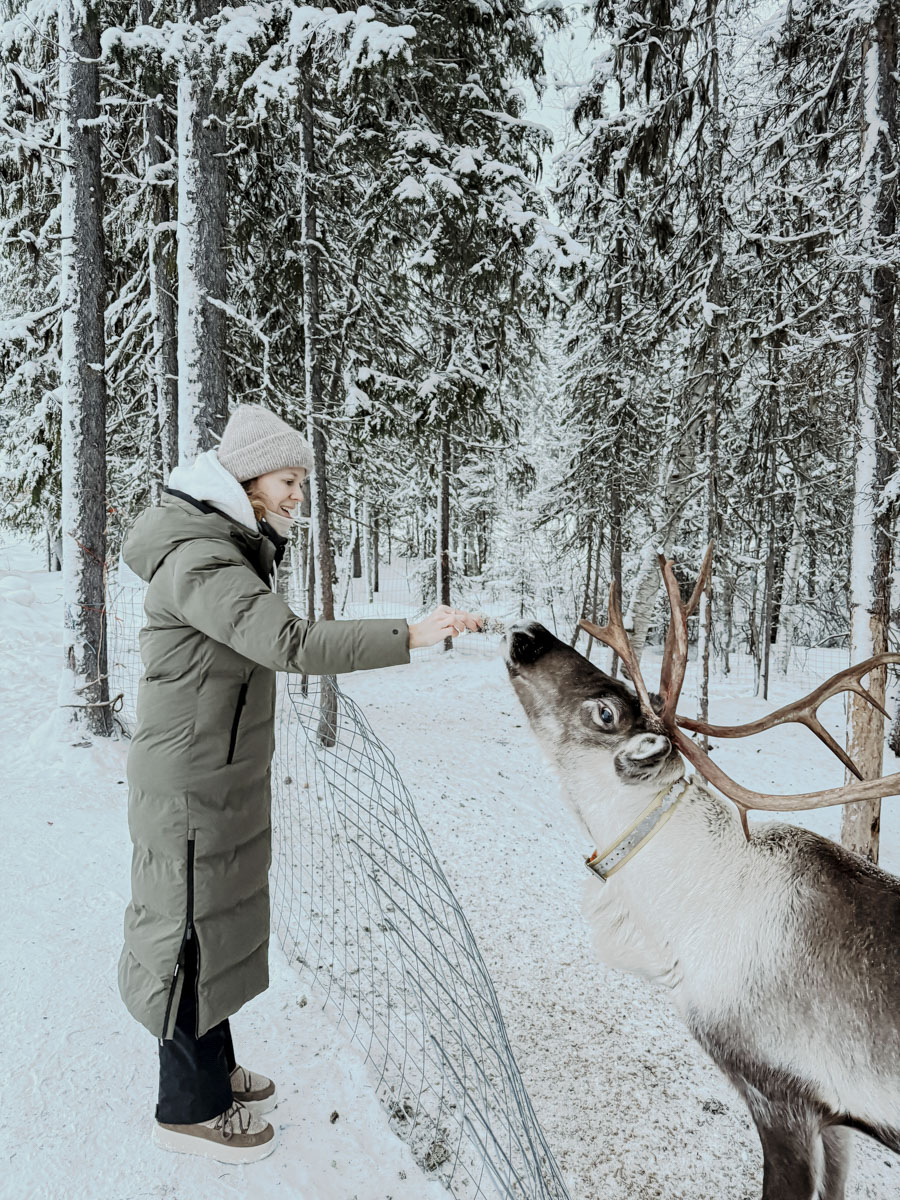 COCOtravel Lappland NovaGalaxyVillage Rentiere 8