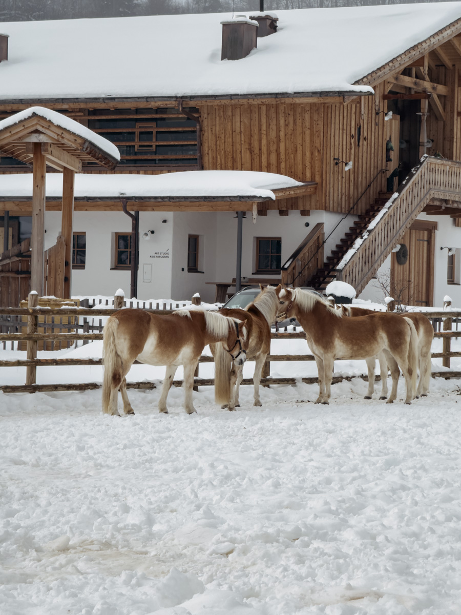 COCOtravel Oesterreich Leogang Forsthofgut Pferde COCOtravel Oesterreich Leogang Forsthofgut Pferde