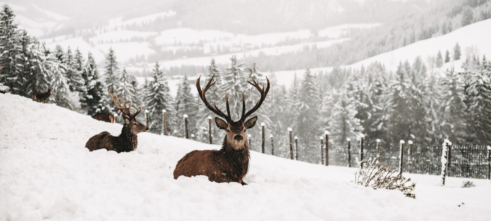 Jufenalm Hirsch Winter Header @NEST X NOMAD