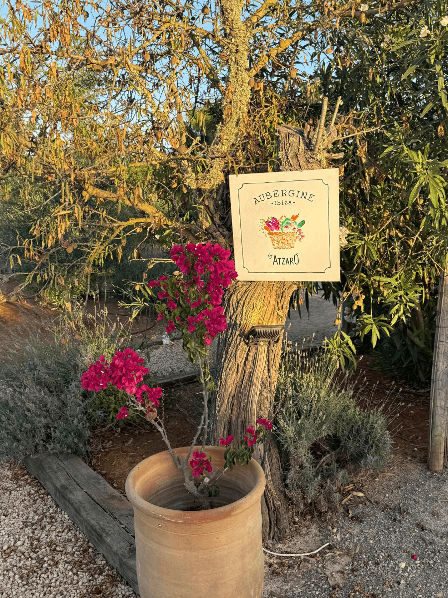 CocoTravel Journal Ibiza Paloma1